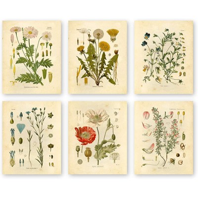 Botanical Prints Wildflower Prints Floral Wall Art Set of 6 8x10 Unframed - B8WRHLE27