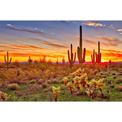 Colorful Sunset with Saguaro Cactus Sonoran Desert Arizona Photo Photograph Cool Wall Decor Art Print Poster 36x24 - BOPXT87MC