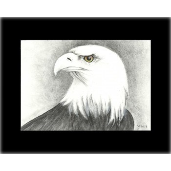 American Bald Eagle Drawing - B29VFIKAO