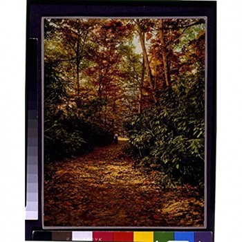 Infinite Photographs Photo: Rhodendron Walk,Mount Pocono,Pennsylvania,PA,c1902,Park,Trees - BLMSBO4UZ