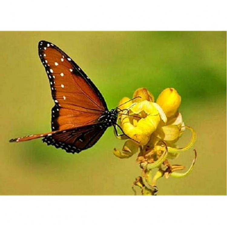 Rare Senna Alata Cassia Candlestick Candelabra Bush PKD Tree Butterfly 60 Seeds - BYVY8RG90