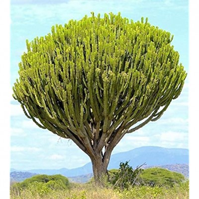 Thronesfram_Rare Euphorbia INGENS Candelabrum Exotic Cactus Candelabra 5 CT New - B40XGTY3G